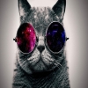 CatWeb