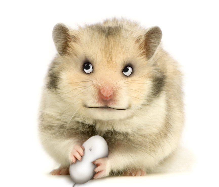 I Make A Talking Pet Video Message Within 24 Hours