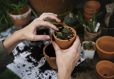 I will write 500 words gardening articles,  blogs and guides for you