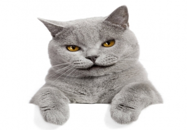 I Make A Talking Pet Video Message Within 24 Hours